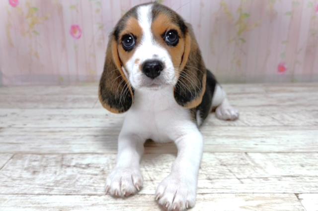 東京都のビーグル (Coo&RIKU足立本店/2026年4月24日生まれ/女の子/ブラックタンホワイト)の子犬の1枚目の画像