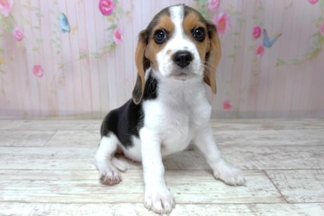 東京都のビーグル (Coo&RIKU足立本店/2026年4月24日生まれ/女の子/ブラックタンホワイト)の子犬の3枚目の画像