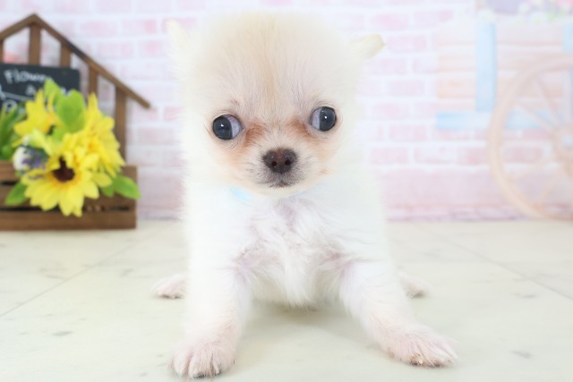 広島県のチワワ(ロング) (Coo&RIKU東広島店/2026年4月26日生まれ/男の子/クリーム)の子犬の1枚目の画像