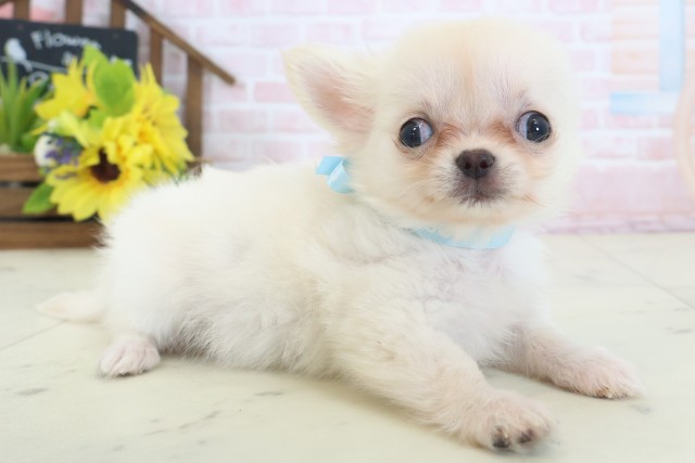 広島県のチワワ(ロング) (Coo&RIKU東広島店/2026年4月26日生まれ/男の子/クリーム)の子犬の2枚目の画像