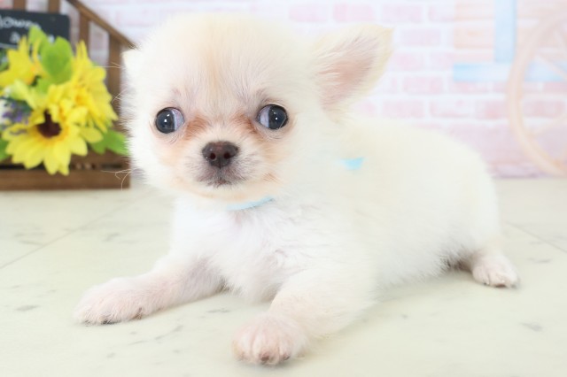 広島県のチワワ(ロング) (Coo&RIKU東広島店/2026年4月26日生まれ/男の子/クリーム)の子犬の3枚目の画像