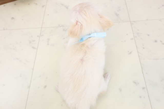 広島県のチワワ(ロング) (Coo&RIKU東広島店/2026年4月26日生まれ/男の子/クリーム)の子犬の4枚目の画像