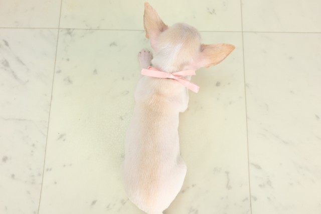 群馬県のチワワ(スムース) (Coo&RIKU高崎店/2026年4月23日生まれ/女の子/ホワイトクリーム)の子犬の4枚目の画像