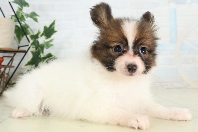 北海道のパピヨン (Coo&RIKU札幌東店/2026年4月22日生まれ/女の子/ホワイトブラウン)の子犬の2枚目の画像
