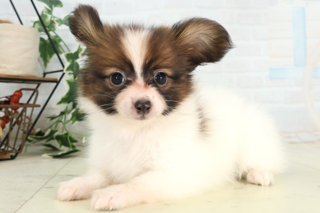 北海道のパピヨン (Coo&RIKU札幌東店/2026年4月22日生まれ/女の子/ホワイトブラウン)の子犬の3枚目の画像