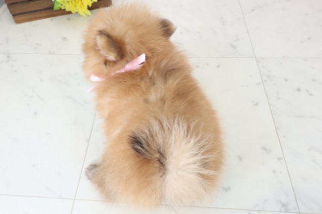 山口県のポメラニアン (Coo&RIKUサンパークあじす店/2026年4月25日生まれ/女の子/ウルフセーブル)の子犬の4枚目の画像
