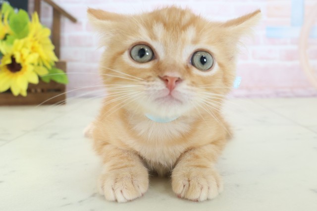 愛媛県のマンチカン (Coo&RIKU愛媛松山店/2026年4月6日生まれ/男の子/レッドタビー)の子猫の1枚目の画像