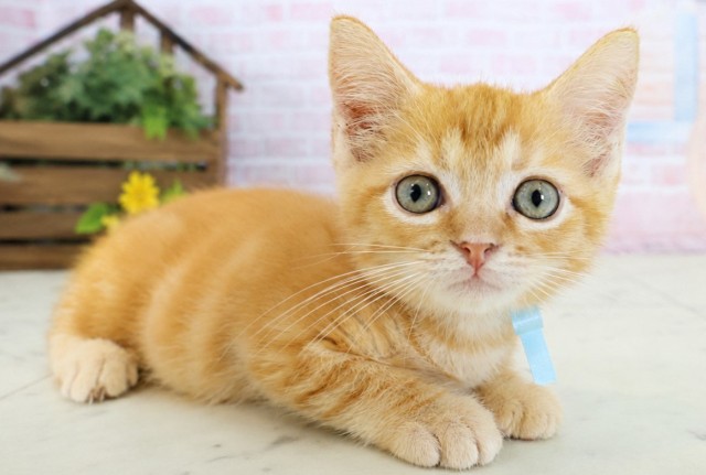 愛媛県のマンチカン (Coo&RIKU愛媛松山店/2026年4月6日生まれ/男の子/レッドタビー)の子猫の2枚目の画像
