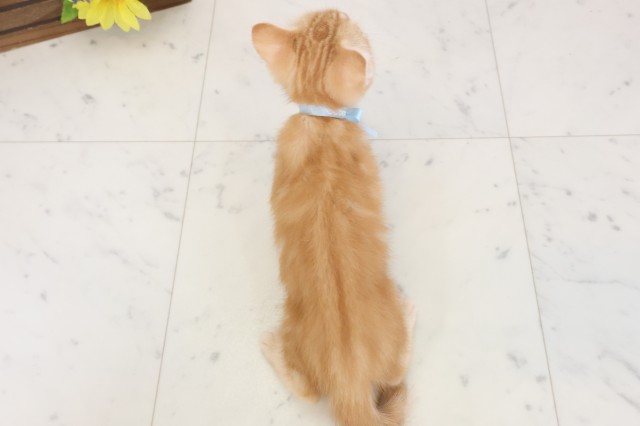 愛媛県のマンチカン (Coo&RIKU愛媛松山店/2026年4月6日生まれ/男の子/レッドタビー)の子猫の4枚目の画像