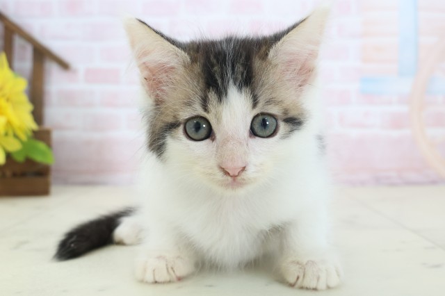 徳島県のメインクーン (Coo&RIKU徳島店/2026年4月18日生まれ/男の子/ブラウンタビーホワイト)の子猫