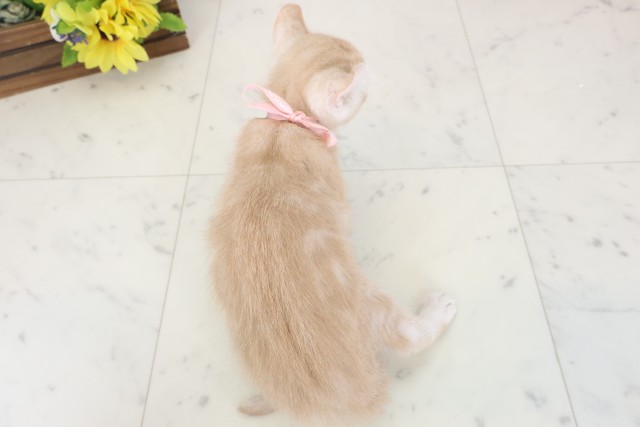 広島県のアメリカンカール (Coo&RIKU東広島店/2026年4月13日生まれ/女の子/クリームタビー)の子猫の4枚目の画像