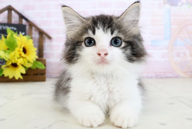 ノルウェージャン・フォレストキャット