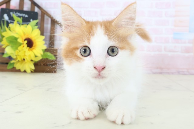 熊本県のメインクーン (Coo&RIKUカリーノ玉名店/2026年4月12日生まれ/男の子/レッドタビーホワイト)の子猫の1枚目の画像