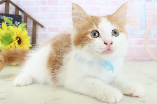 熊本県のメインクーン (Coo&RIKUカリーノ玉名店/2026年4月12日生まれ/男の子/レッドタビーホワイト)の子猫の2枚目の画像