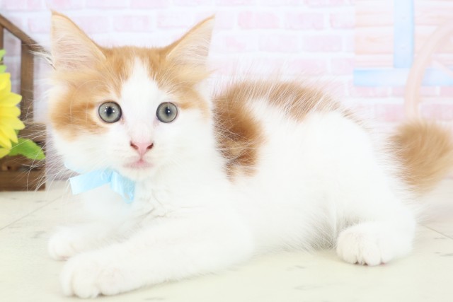 熊本県のメインクーン (Coo&RIKUカリーノ玉名店/2026年4月12日生まれ/男の子/レッドタビーホワイト)の子猫の3枚目の画像