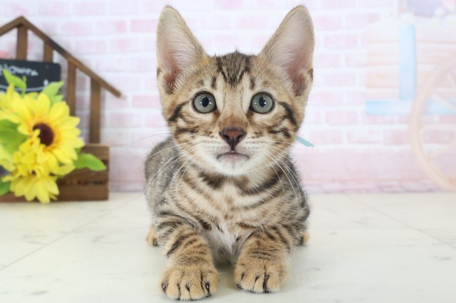 岡山県のトイガー (Coo&RIKU岡山店/2026年4月26日生まれ/男の子/ブラウンスポットタビー)の子猫