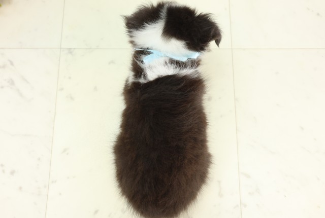 東京都のシェットランドシープドッグ (Coo&RIKU練馬店/2026年4月24日生まれ/男の子/トライカラー)の子犬の4枚目の画像