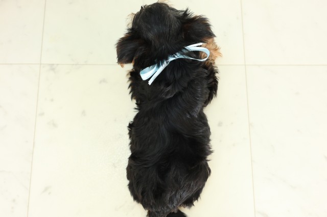 北海道のヨークシャーテリア (Coo&RIKU札幌東店/2026年4月22日生まれ/男の子/スチールブルータン)の子犬の4枚目の画像