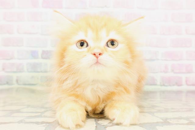 福井県のミヌエット (Coo&RIKU福井店/2026年4月23日生まれ/男の子/レッドタビー)の子猫の1枚目の画像