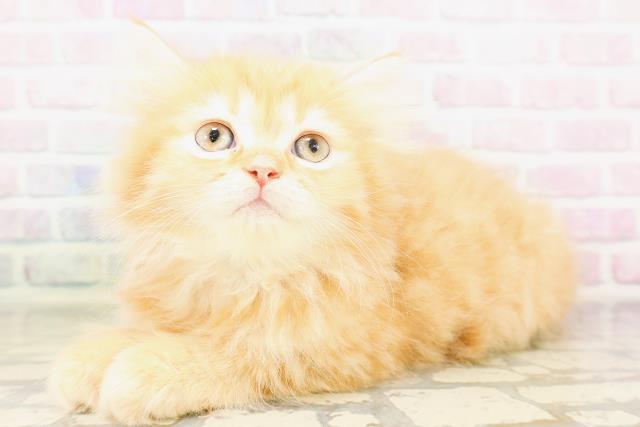 福井県のミヌエット (Coo&RIKU福井店/2026年4月23日生まれ/男の子/レッドタビー)の子猫の2枚目の画像