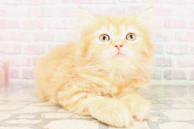 福井県のミヌエット (Coo&RIKU福井店/2026年4月23日生まれ/男の子/レッドタビー)の子猫の3枚目の画像