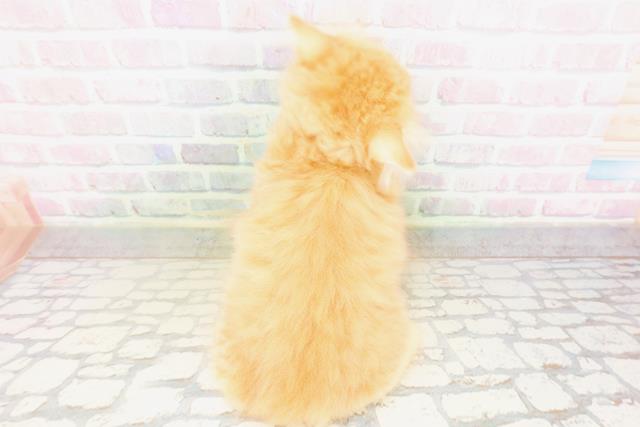 福井県のミヌエット (Coo&RIKU福井店/2026年4月23日生まれ/男の子/レッドタビー)の子猫の4枚目の画像