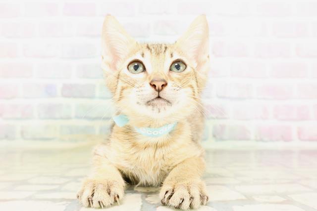 東京都のエジプシャンマウ (Coo&RIKU武蔵小山店/2026年4月14日生まれ/男の子/ブロンズ)の子猫の1枚目の画像