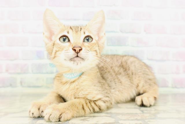東京都のエジプシャンマウ (Coo&RIKU武蔵小山店/2026年4月14日生まれ/男の子/ブロンズ)の子猫の2枚目の画像