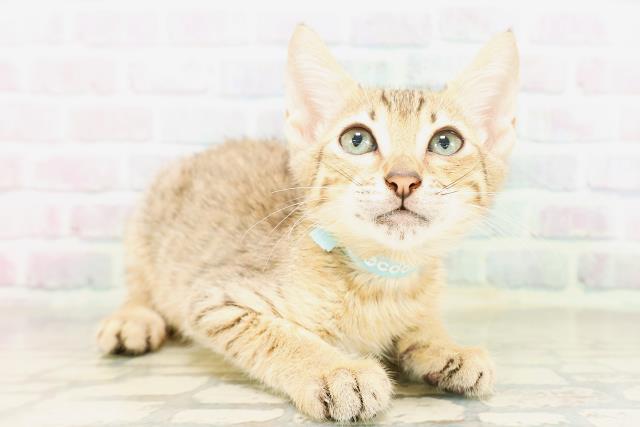 東京都のエジプシャンマウ (Coo&RIKU武蔵小山店/2026年4月14日生まれ/男の子/ブロンズ)の子猫の3枚目の画像