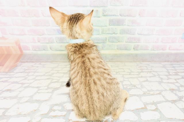 東京都のエジプシャンマウ (Coo&RIKU武蔵小山店/2026年4月14日生まれ/男の子/ブロンズ)の子猫の4枚目の画像