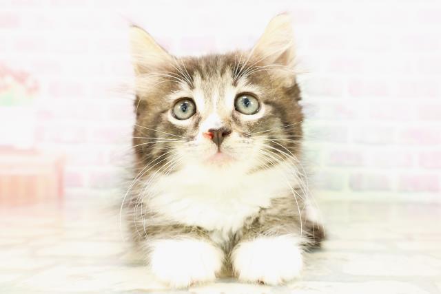 ノルウェージャン・フォレストキャット
