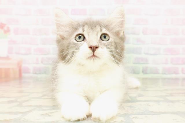 ノルウェージャン・フォレストキャット