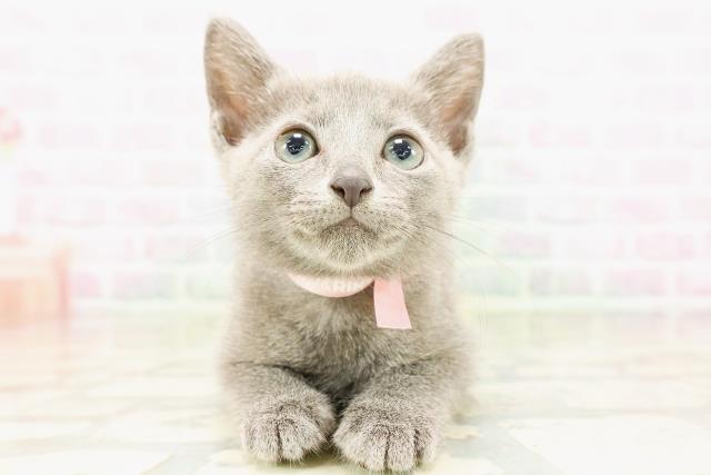 東京都のロシアンブルー (Coo&RIKU大久保店/2026年4月14日生まれ/女の子/ブルー)の子猫の1枚目の画像