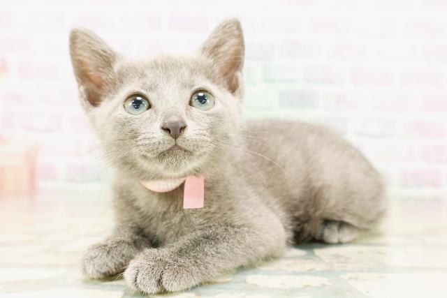 東京都のロシアンブルー (Coo&RIKU大久保店/2026年4月14日生まれ/女の子/ブルー)の子猫の2枚目の画像