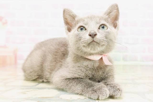 東京都のロシアンブルー (Coo&RIKU大久保店/2026年4月14日生まれ/女の子/ブルー)の子猫の3枚目の画像