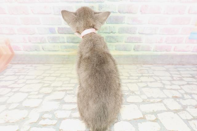 東京都のロシアンブルー (Coo&RIKU大久保店/2026年4月14日生まれ/女の子/ブルー)の子猫の4枚目の画像