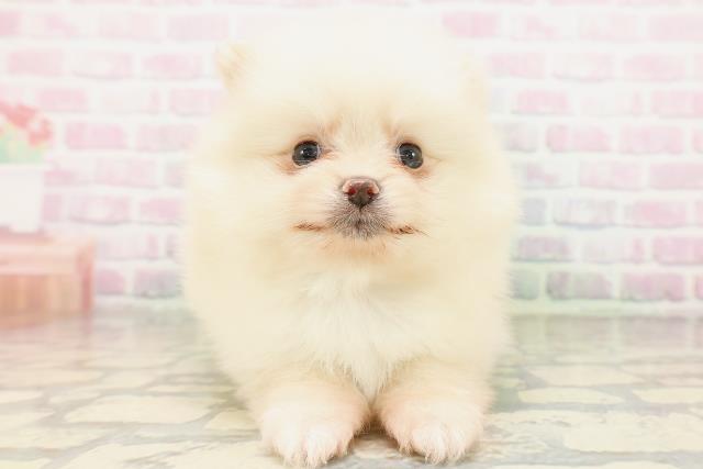 沖縄県のポメラニアン (Coo&RIKUイオン北谷店/2026年4月24日生まれ/男の子/クリーム)の子犬の1枚目の画像