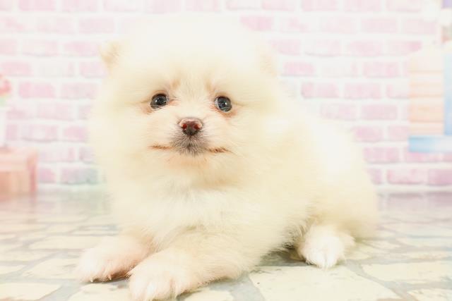 沖縄県のポメラニアン (Coo&RIKUイオン北谷店/2026年4月24日生まれ/男の子/クリーム)の子犬の2枚目の画像