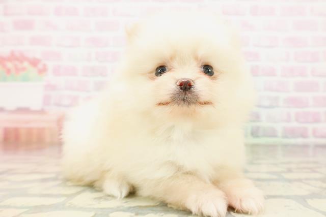 沖縄県のポメラニアン (Coo&RIKUイオン北谷店/2026年4月24日生まれ/男の子/クリーム)の子犬の3枚目の画像
