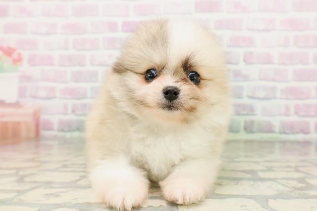 ポメラニアンの子犬一覧｜ペットショップCoo＆RIKU