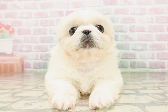 東京都のペキニーズ (Coo&RIKU池袋西口店/2026年4月24日生まれ/女の子/クリーム)の子犬の1枚目の画像