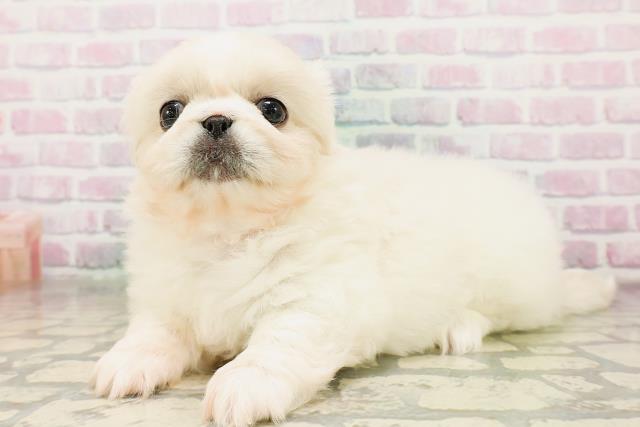 東京都のペキニーズ (Coo&RIKU池袋西口店/2026年4月24日生まれ/女の子/クリーム)の子犬の2枚目の画像