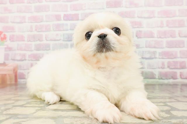 東京都のペキニーズ (Coo&RIKU池袋西口店/2026年4月24日生まれ/女の子/クリーム)の子犬の3枚目の画像