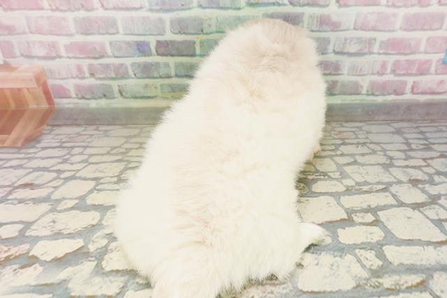 東京都のペキニーズ (Coo&RIKU池袋西口店/2026年4月24日生まれ/女の子/クリーム)の子犬の4枚目の画像