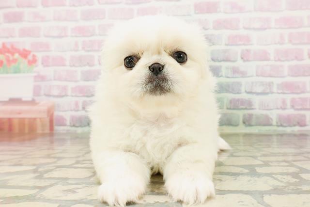 東京都のペキニーズ (Coo&RIKU中野サンモール店/2026年4月24日生まれ/女の子/クリーム)の子犬の1枚目の画像