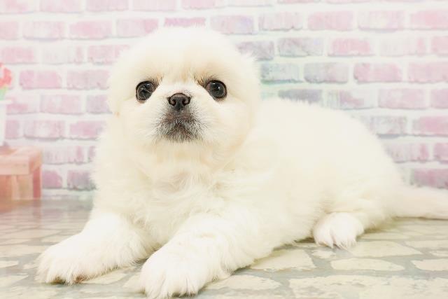 東京都のペキニーズ (Coo&RIKU中野サンモール店/2026年4月24日生まれ/女の子/クリーム)の子犬の2枚目の画像