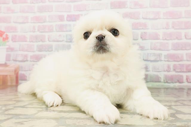 東京都のペキニーズ (Coo&RIKU中野サンモール店/2026年4月24日生まれ/女の子/クリーム)の子犬の3枚目の画像