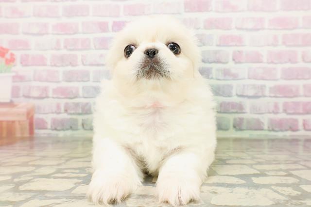 東京都のペキニーズ (Coo&RIKU大久保店/2026年4月24日生まれ/女の子/クリーム)の子犬の1枚目の画像