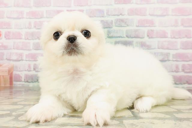 東京都のペキニーズ (Coo&RIKU大久保店/2026年4月24日生まれ/女の子/クリーム)の子犬の2枚目の画像