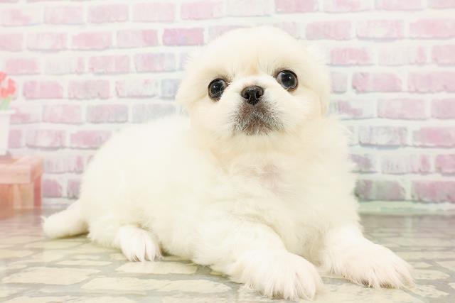 東京都のペキニーズ (Coo&RIKU大久保店/2026年4月24日生まれ/女の子/クリーム)の子犬の3枚目の画像